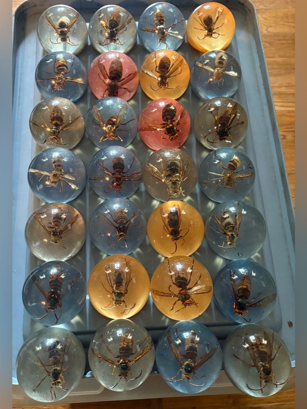 Wasp - Dome Paperweights, set of 28